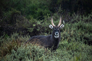 Melanistic male Waterbuck (Kobus ellipsiprymnus) in Aberdare National Park, Kenya
