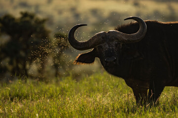 African Buffalo (Syncerus caffer aka Cape Buffalo) at El Karama Ranch, Laikipia County, Kenya