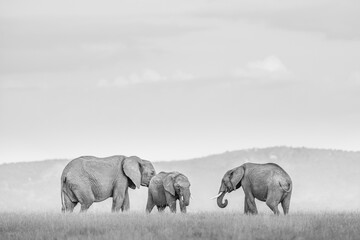 Fototapeta na wymiar African Elephant (Loxodonta Africana) at El Karama Ranch, Laikipia County, Kenya