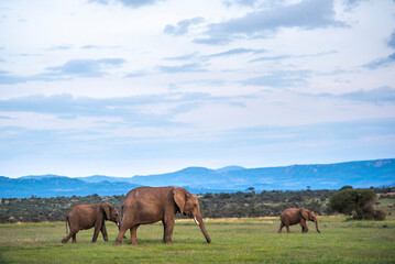 Fototapeta na wymiar African Elephant family (Loxodonta Africana) on Kenyan wildlife safari vacation in Kenya, Africa