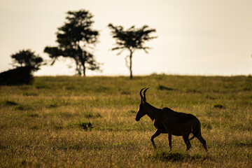 Hartebeest (Alcelaphus buselaphus aka Kongoni) at El Karama Ranch, Laikipia County, Kenya
