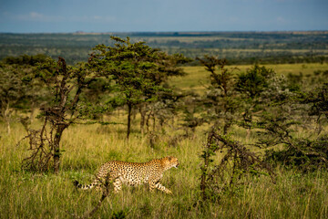 Cheetah (Acinonyx jubatus), seen on African wildlife safari holiday in Kenya, Africa