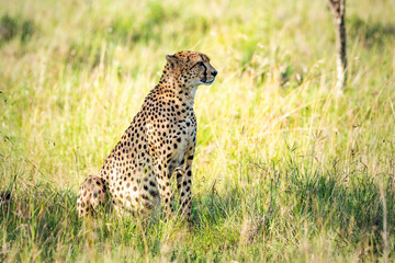 Cheetah (Acinonyx jubatus) portrait, on an African wildlife safari holiday at El Karama Ranch, Laikipia County, Kenya