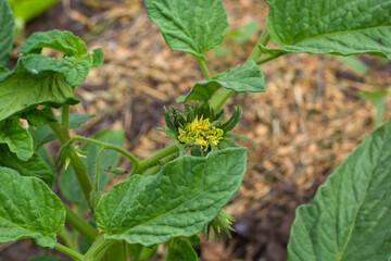 Inflorescence of tomatoes. Unusual shape. On the garden bed. Close-up. High quality photo. copy space. 