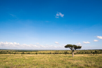 Acacia Trees at El Karama Ranch, Laikipia County, Kenya
