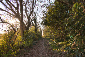 Obraz premium 散歩道