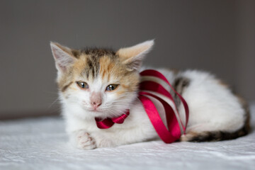 A cute multicolor kitten sits on a diaper. Toilet training. Close-up. High quality photo. Selective focus. copy space. 