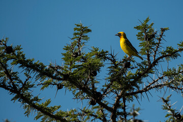Speke's Weaver (Ploceus spekei) at El Karama Ranch, Laikipia County, Kenya