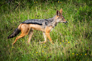 Black-backed Jackal (Canis mesomelas) at El Karama Ranch, Laikipia County, Kenya