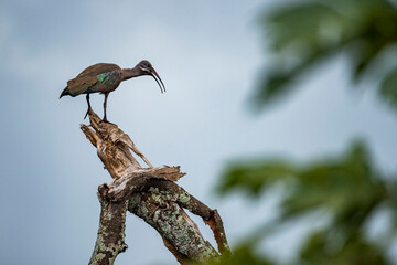Fototapeta premium Hadada Ibis (Bostrychia hagedash) at El Karama Ranch, Laikipia County, Kenya