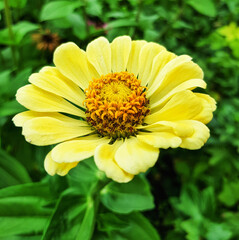 Close-up of one yellow zinnia flower in a garden with a blurred background of green leaves, top view