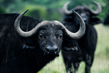 Naklejka premium African Buffalo (Syncerus caffer aka Cape Buffalo) at El Karama Ranch, Laikipia County, Kenya