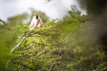 Vervet Monkey (Chlorocebus pygerythrus) at El Karama Ranch, Laikipia County, Kenya
