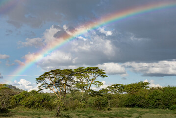 Rainbow over Acacia Trees at El Karama Ranch, Laikipia County, Kenya