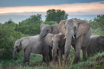 Herd of African Elephant (Loxodonta africana) at Sosian Ranch at sunset, Laikipia County, Kenya