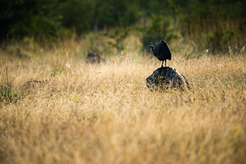 Helmeted Guineafowl (Numida meleagris) at Sosian Ranch, Laikipia County, Kenya