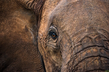 Fototapeta premium African Elephant (Loxodonta africana), close up detail of the eye, on an african wildlife safari vacation in Kenya, Africa