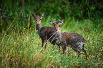 Dik-dik (Madoqua kirkii) at Sosian Ranch, Laikipia County, Kenya