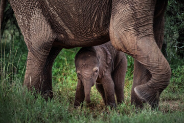 Baby Elephant (Loxodonta africana) at Sosian Ranch, Laikipia County, Kenya