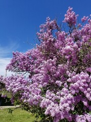 Gigantic Vibrant and Beautiful Lilac Bush and Blue Sky