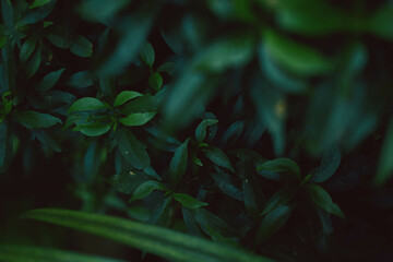 foliage background