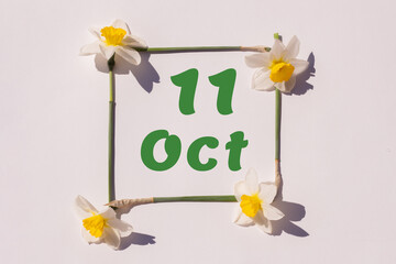 October 11th. Day of 11 month, calendar date. Frame from flowers of a narcissus on a light background, pattern. View from above. Summer month, day of the year concept