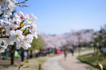 桜咲く