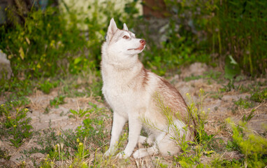 Naklejka na ściany i meble Husky dog walks in the park. Walk down the street with a big dog without a muzzle. Pedigree dog for the protection and protection. Eyes of different colors.