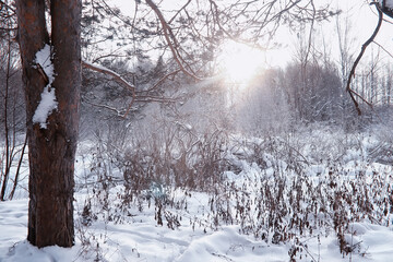 Winter forest landscape. Tall trees under snow cover. January frosty day in the park.