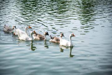 swans on the lake