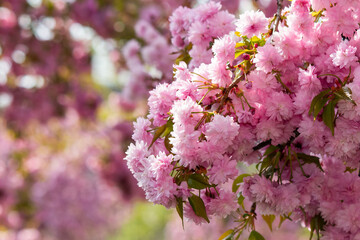 Fototapeta premium cherry blossom in spring season. beautiful pink flowers of japanese garden. floral nature background