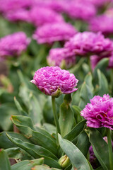 Obraz premium Beautiful photo of tulip. flower tulip garden spring nature. large buds of tulips. tulips growing in garden.