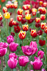 Beautiful photo of tulip. flower tulip garden spring nature. large buds of tulips. tulips growing in garden.