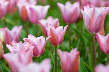 Beautiful photo of tulip. flower tulip garden spring nature. large buds of tulips. tulips growing in garden.