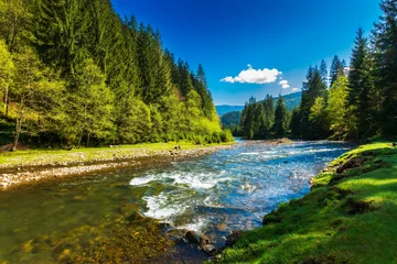 Peel and stick wall murals Forest river mountain river in spring. rapid water flow through forested valley. beautiful nature scenery with grassy shore. sunny weather with fluffy clouds on the sky in morning light