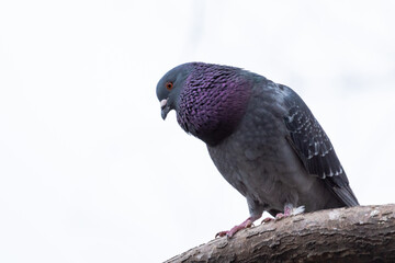 A Pigeon Perched on a Branch is Exploring the Surroundings Below
