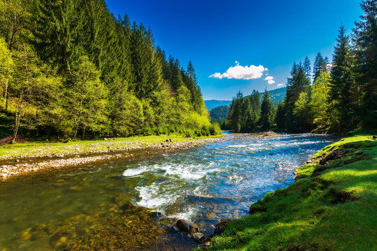 mountain river in spring. rapid water flow through forested valley. beautiful nature scenery with grassy shore. sunny weather with fluffy clouds on the sky in morning light
