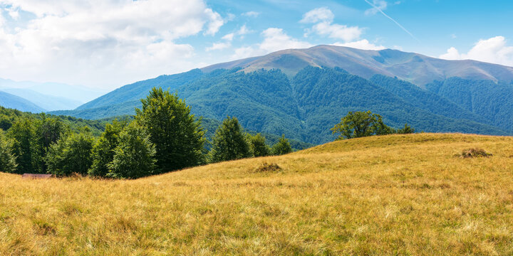 beech forest on the grassy hill. carpathian mountain landscape in late summer. beautiful nature scenery on a sunny day