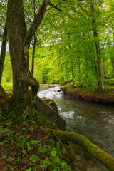 forest river in springtime. winding water flow along the rocky shore with tall beech trees. beautiful nature scenery