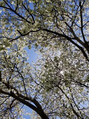 Japanese Sakura Cherry Blossoms Giving way to Green against blue sky and sunlight