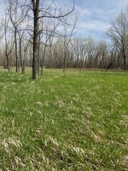 Green Grass Meadow with Trees in Cherry Creek State Park Colorado