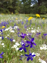 Fototapeta na wymiar Colorado Wild Flowers in Mountain Meadows and on Hiking Trails