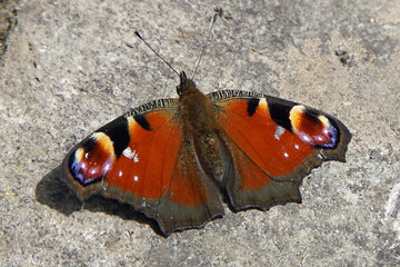 クジャクチョウ
