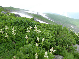 コバイケイソウ