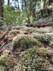 Lichen on Rock on Colorado Hiking Trail