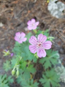 Colorado Wild Flowers in Mountain Meadows and on Hiking Trails