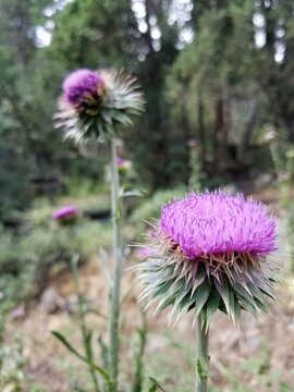 Colorado Wild Flowers in Mountain Meadows and on Hiking Trails