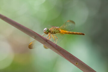 Dragonfly and unique Plants are found on the banks of small rivers flowing behind my house, sometimes when the dragonflies perch appear to be ordinary, but when immortalized will look the real beauty.