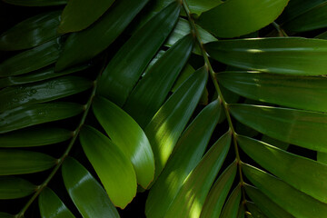 abstract palm leaf texture, dark green foliage nature background.
