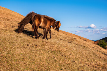 Wild horses on a hill at Cape Toi Miyazaki Japan